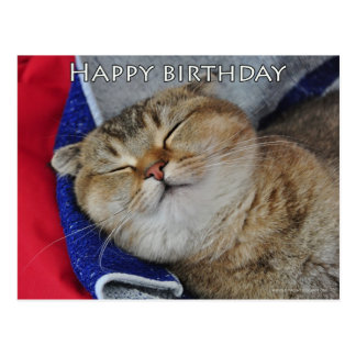 Cute Scottish fold Noodles funny cat birthday card Postcard
