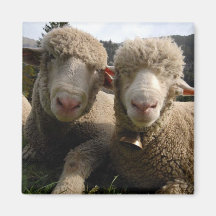 Cute Sheep Fridge Magnets