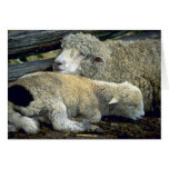 Cute Sheep pair one cold morning Greeting Card