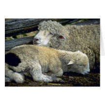 Cute Sheep pair one cold morning Greeting Card