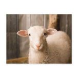 Cute Sheep postcards