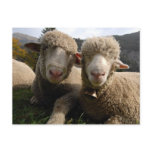 Cute Sheep postcards