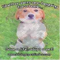 Cute Shelter Pets Begging for a home design Photo Cut Outs