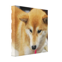 Cute Shiba Inu Canvas Print