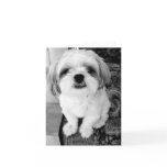 Cute Shih Tzu  Note Card