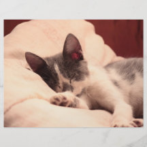Cute Sleeping Kitten Full Color Flyer
