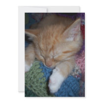 Cute Sleeping Kitten Personalised Invites