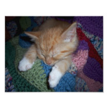 Cute Sleeping Kitten Photo Print