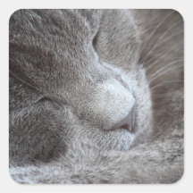 Cute Sleeping Kitten Square Stickers