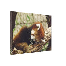 Cute Sleeping Red Panda w/ Food in Its Mouth Canvas Print
