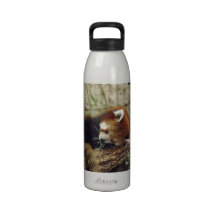 Cute Sleeping Red Panda w/ Food in Its Mouth Water Bottle