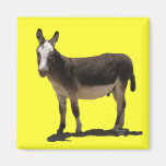 Cute Small Burro - Donkey Fridge Magnets