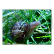 Cute Snail In Wet Green Grass Greeting Cards