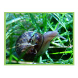 Cute Snail In Wet Green Grass Post Cards