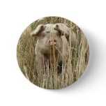Cute Spotty Pig Button