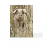 Cute Spotty Pig Greeting Card
