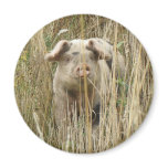 Cute Spotty Pig Magnet