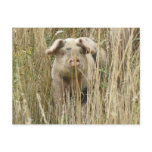 Cute Spotty Pig Postcard