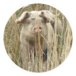 Cute Spotty Pig Sticker