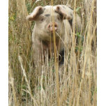 Cute Spotty Pig T Shirt