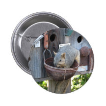 Cute Squirrel Eating Nuts Pin