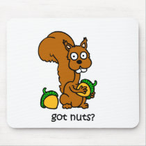 Cute squirrel got nuts