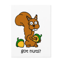 Cute squirrel got nuts