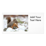 Cute Squirrel in Snow with Peanut Custom Photo Card