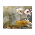 Cute Squirrel Monkey Postcard