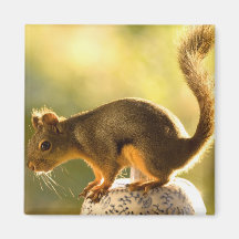 Cute Squirrel on a Cookie Jar Refrigerator Magnet