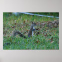 Cute Squirrel posters