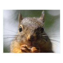 Cute Squirrel Smiling Macro Photo Postcards