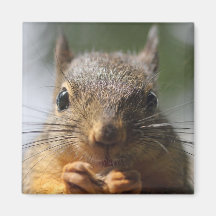 Cute Squirrel Smiling Photo Fridge Magnets