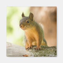 Cute Squirrel Smiling Refrigerator Magnets