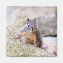 Cute Squirrel Staring Magnets