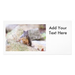Cute Squirrel Staring Photo Card