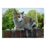 Cute Stray Cat In Cambridge Card