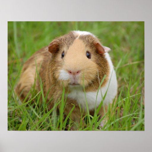 Cute Tricolor Guinea Pig in Green Grass Posters | Zazzle