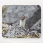 Cute Weasel Mousepad