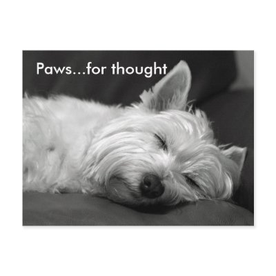 Cute Westie Postcards by flowercarole