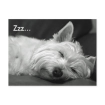 Cute Westie (West Highland Terrier) Dog Postcard