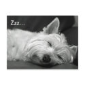 Cute Westie (West Highland Terrier) Dog Postcard