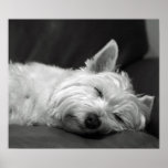 Cute Westie (West Highland Terrier) Dog posters