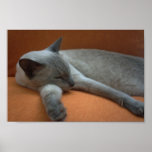 Cute White And Grey Aquiles Cat Sleep On Brown Coa Posters
