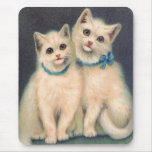 Cute White Kittens