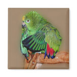Cute Yellow Naped Amazon Parrot Bird Magnet