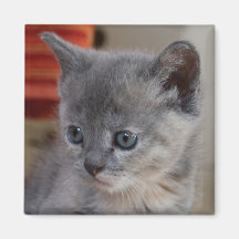 Cuteness Overload kitten magnet