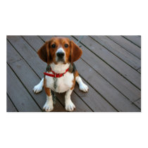 Cutest Beagle Dog Ever