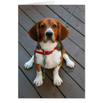 Cutest Beagle Dog Ever