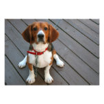 Cutest Beagle Dog Ever Custom Announcement
